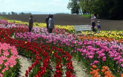 Kwitnąca "mała Holandia" w Małopolsce. Nie tak daleko od Krakowa - zdjęcie 23