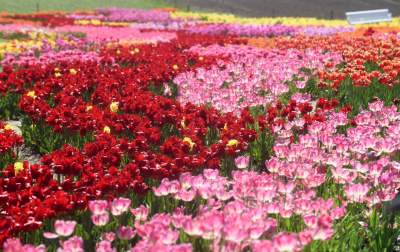 Kwitnąca "mała Holandia" w Małopolsce. Nie tak daleko od Krakowa - zdjęcie 30