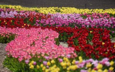 Kwitnąca "mała Holandia" w Małopolsce. Nie tak daleko od Krakowa - zdjęcie 20