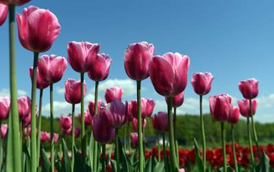 Kwitnąca "mała Holandia" w Małopolsce. Nie tak daleko od Krakowa - zdjęcie 13