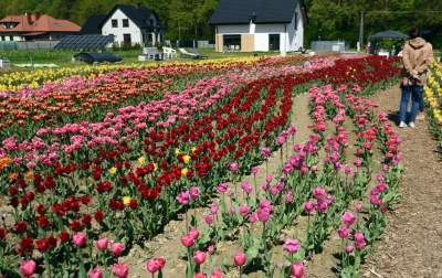 Kwitnąca "mała Holandia" w Małopolsce. Nie tak daleko od Krakowa - zdjęcie 25