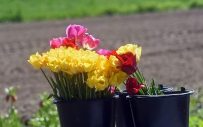 Kwitnąca "mała Holandia" w Małopolsce. Nie tak daleko od Krakowa - zdjęcie 28