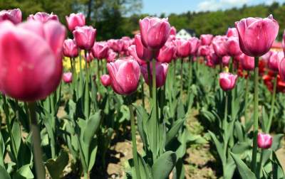 Kwitnąca "mała Holandia" w Małopolsce. Nie tak daleko od Krakowa - zdjęcie 8