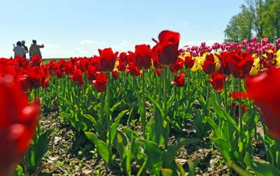 Kwitnąca "mała Holandia" w Małopolsce. Nie tak daleko od Krakowa - zdjęcie 14