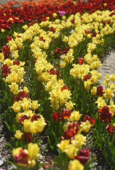 Kwitnąca "mała Holandia" w Małopolsce. Nie tak daleko od Krakowa - zdjęcie 6