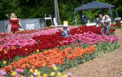 Kwitnąca "mała Holandia" w Małopolsce. Nie tak daleko od Krakowa - zdjęcie 18