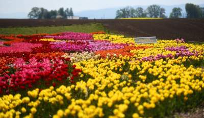 Kwitnąca "mała Holandia" w Małopolsce. Nie tak daleko od Krakowa - zdjęcie 1