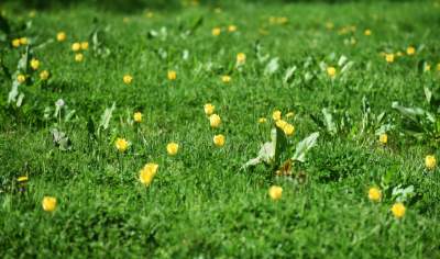 Kwitnąca "mała Holandia" w Małopolsce. Nie tak daleko od Krakowa - zdjęcie 36
