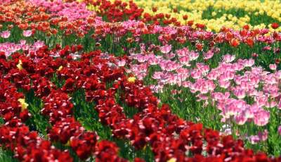 Kwitnąca "mała Holandia" w Małopolsce. Nie tak daleko od Krakowa - zdjęcie 33