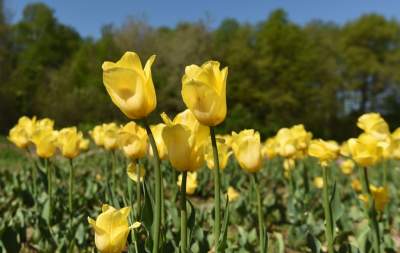 Kwitnąca "mała Holandia" w Małopolsce. Nie tak daleko od Krakowa - zdjęcie 11