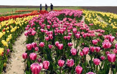 Kwitnąca "mała Holandia" w Małopolsce. Nie tak daleko od Krakowa - zdjęcie 15