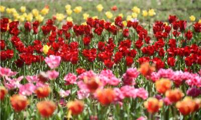 Kwitnąca "mała Holandia" w Małopolsce. Nie tak daleko od Krakowa - zdjęcie 2