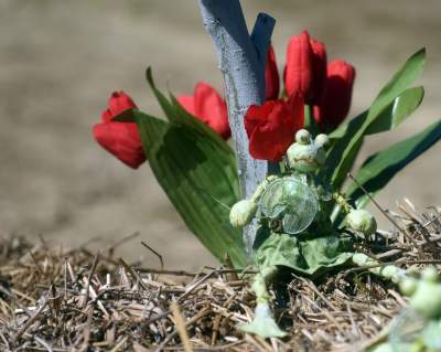 Kwitnąca "mała Holandia" w Małopolsce. Nie tak daleko od Krakowa - zdjęcie 27