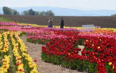 Kwitnąca "mała Holandia" w Małopolsce. Nie tak daleko od Krakowa - zdjęcie 34