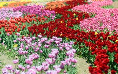 Kwitnąca "mała Holandia" w Małopolsce. Nie tak daleko od Krakowa - zdjęcie 7