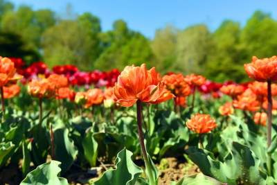 Kwitnąca "mała Holandia" w Małopolsce. Nie tak daleko od Krakowa - zdjęcie 12
