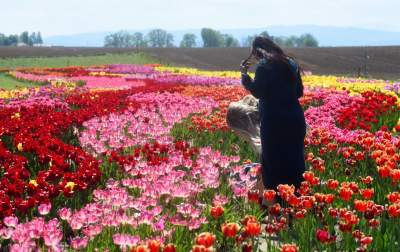 Kwitnąca "mała Holandia" w Małopolsce. Nie tak daleko od Krakowa - zdjęcie 31