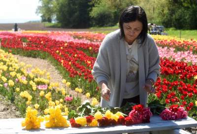 Kwitnąca "mała Holandia" w Małopolsce. Nie tak daleko od Krakowa - zdjęcie 35