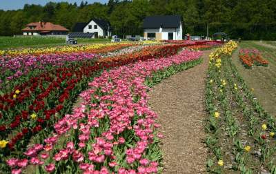 Kwitnąca "mała Holandia" w Małopolsce. Nie tak daleko od Krakowa - zdjęcie 17
