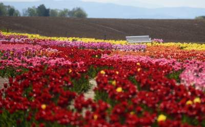 Kwitnąca "mała Holandia" w Małopolsce. Nie tak daleko od Krakowa - zdjęcie 26