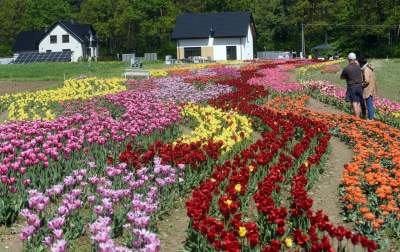 Kwitnąca "mała Holandia" w Małopolsce. Nie tak daleko od Krakowa - zdjęcie 9