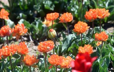 Kwitnąca "mała Holandia" w Małopolsce. Nie tak daleko od Krakowa - zdjęcie 5