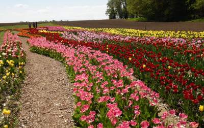 Kwitnąca "mała Holandia" w Małopolsce. Nie tak daleko od Krakowa - zdjęcie 16