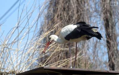 Takie "cuda" na trasie Nowohuckiego Szlaku Rowerowego... - zdjęcie 8