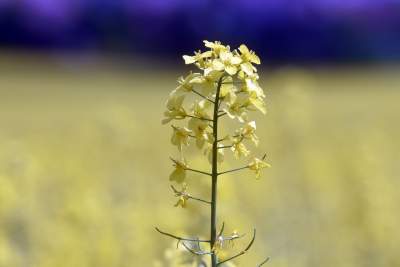 Takie widoki coraz bliżej Krakowa, miasto wdziera się w ten pejzaż - zdjęcie 20