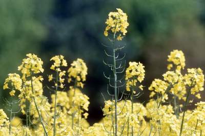 Takie widoki coraz bliżej Krakowa, miasto wdziera się w ten pejzaż - zdjęcie 3