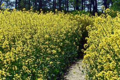 Takie widoki coraz bliżej Krakowa, miasto wdziera się w ten pejzaż - zdjęcie 15