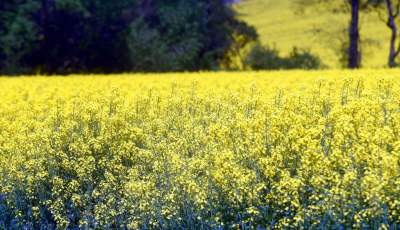 Takie widoki coraz bliżej Krakowa, miasto wdziera się w ten pejzaż - zdjęcie 2