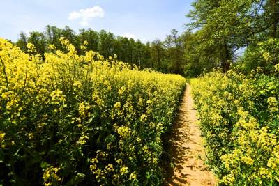 Takie widoki coraz bliżej Krakowa, miasto wdziera się w ten pejzaż - zdjęcie 17