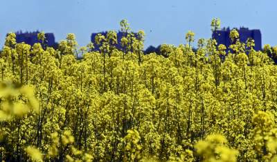 Takie widoki coraz bliżej Krakowa, miasto wdziera się w ten pejzaż - zdjęcie 14
