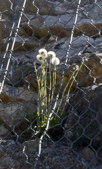 Nadal szukają tu dzikiego Zakrzówka. Oficjalnie wstęp wzbroniony - zdjęcie 4