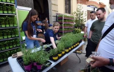 Piknik przed magistratem: smoki, zioła i scena przed urzędem - zdjęcie 13