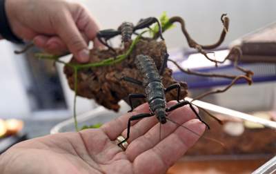 Piknik przed magistratem: smoki, zioła i scena przed urzędem - zdjęcie 8