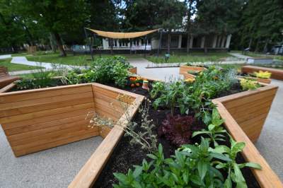 Ogród, który leczy. Działa na wszystkie zmysły - zdjęcie 31