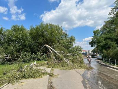 Bulwary Wiślane po nawałnicy: zniszczone charakterystyczne drzewa - zdjęcie 4