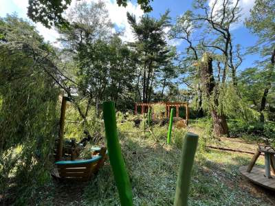 Bulwary Wiślane po nawałnicy: zniszczone charakterystyczne drzewa - zdjęcie 6