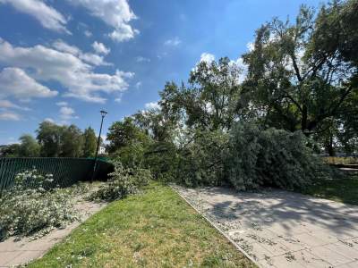 Bulwary Wiślane po nawałnicy: zniszczone charakterystyczne drzewa - zdjęcie 10