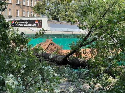 Bulwary Wiślane po nawałnicy: zniszczone charakterystyczne drzewa - zdjęcie 11