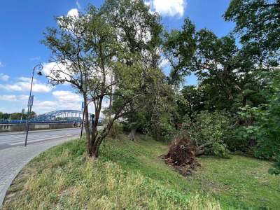 Bulwary Wiślane po nawałnicy: zniszczone charakterystyczne drzewa - zdjęcie 9