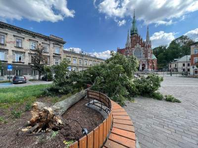 Bulwary Wiślane po nawałnicy: zniszczone charakterystyczne drzewa - zdjęcie 12