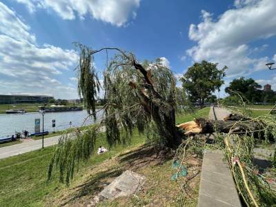 Bulwary Wiślane po nawałnicy: zniszczone charakterystyczne drzewa - zdjęcie 2