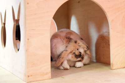 Pierwsza w Polsce królicza kawiarnia przyciąga tłumy - zdjęcie 8