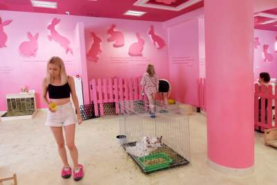 Pierwsza w Polsce królicza kawiarnia przyciąga tłumy - zdjęcie 7