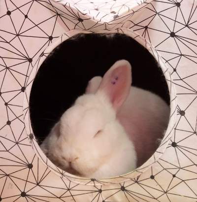 Pierwsza w Polsce królicza kawiarnia przyciąga tłumy - zdjęcie 15