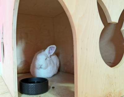 Pierwsza w Polsce królicza kawiarnia przyciąga tłumy - zdjęcie 17