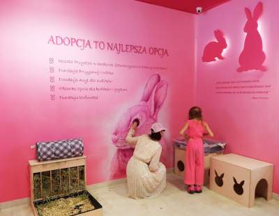 Pierwsza w Polsce królicza kawiarnia przyciąga tłumy - zdjęcie 22